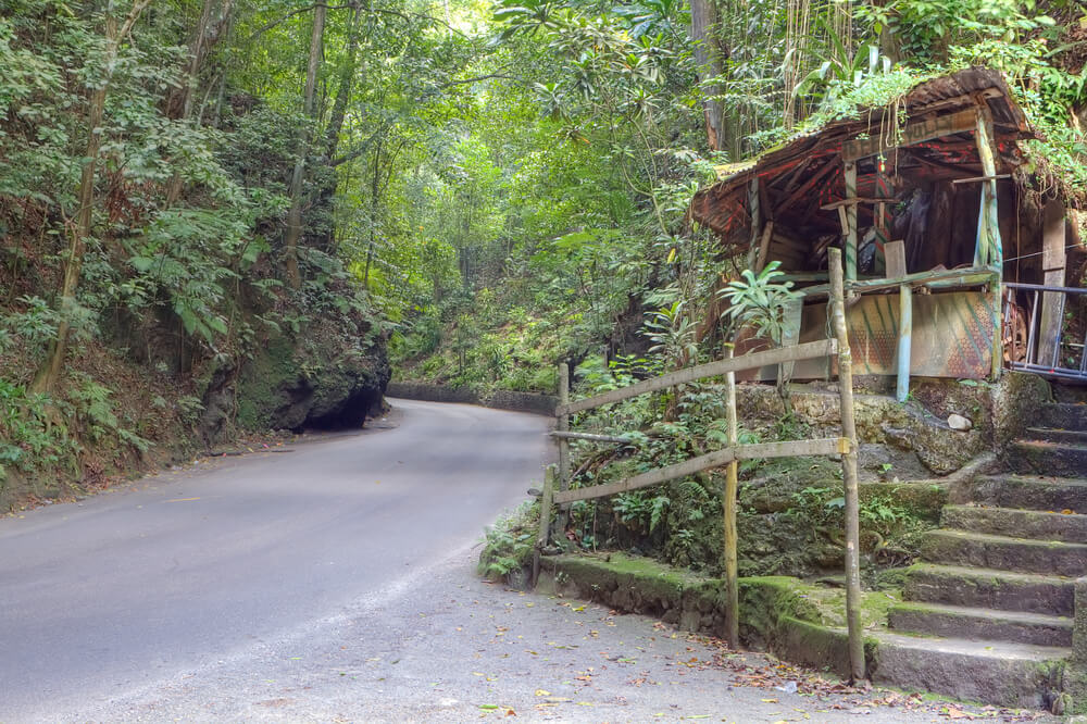 Fern gully